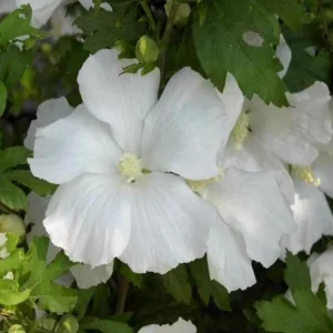Diana Rose of Sharon Althea Live Plant - Quart Pot Shrub, Flowering Hedge - Image 1