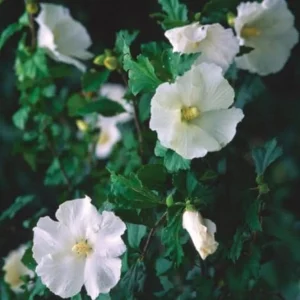 Diana Rose of Sharon Althea Live Plant - Quart Pot Shrub, Flowering Hedge - Image 2