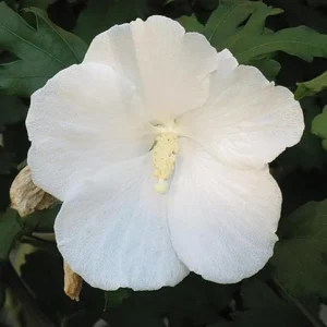 Diana Rose of Sharon Althea Live Plant - Quart Pot Shrub, Flowering Hedge - Image 3