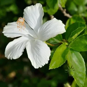 Diana Rose of Sharon Althea Live Plant - Quart Pot Shrub, Flowering Hedge - Image 4