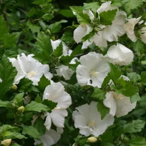 Diana Rose of Sharon Althea Live Plant - Quart Pot Shrub, Flowering Hedge - Image 5