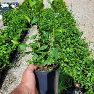 Diana Rose of Sharon Althea Live Plant - Quart Pot Shrub, Flowering Hedge - Image 6