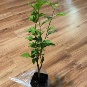 Diana Rose of Sharon Althea Live Plant - Quart Pot Shrub, Flowering Hedge - Image 8