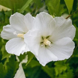 Diana Rose of Sharon Althea Live Plant - White Blooms, Quart Pot, Outdoor Shrub - Image 2