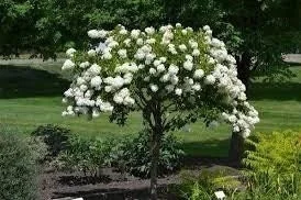 Diana Rose of Sharon Althea Live Plant - White Blooms, Quart Pot, Outdoor Shrub - Image 1
