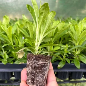 Dianthus Flower Plants Live Plugs - Well-Rooted for Cut Flower Garden - Image 10