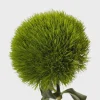 Dianthus Flower Plants Live Plugs - Well-Rooted for Cut Flower Garden - Image 1