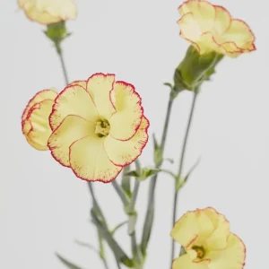 Dianthus Flower Plants Live Plugs - Well-Rooted for Cut Flower Garden - Image 5