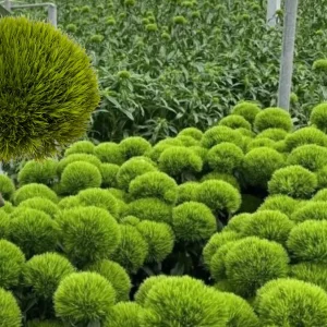 Dianthus Flower Plants Live Plugs - Well-Rooted for Cut Flower Garden - Image 8