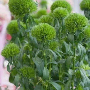 Dianthus Flower Plants Live Plugs - Well-Rooted for Cut Flower Garden - Image 9