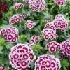 Dianthus Purple White Bicolor Live Plant – 6 inch Pot – Outdoor Flower - Image 1