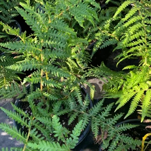 Dicksonia Fern Live Plant – 2-3 Feet Tall – Ship in 3 Gallon Pot - Image 1