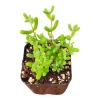 Dicrocaulon ramulosum Succulent Live Plant - Drought-Tolerant Indoor/Outdoor - Image 1