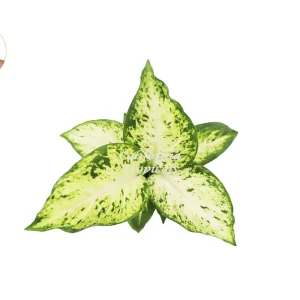 Dieffenbachia Amy Live Plant – 4 inch Pot – Indoor Tropical Houseplant - Image 2