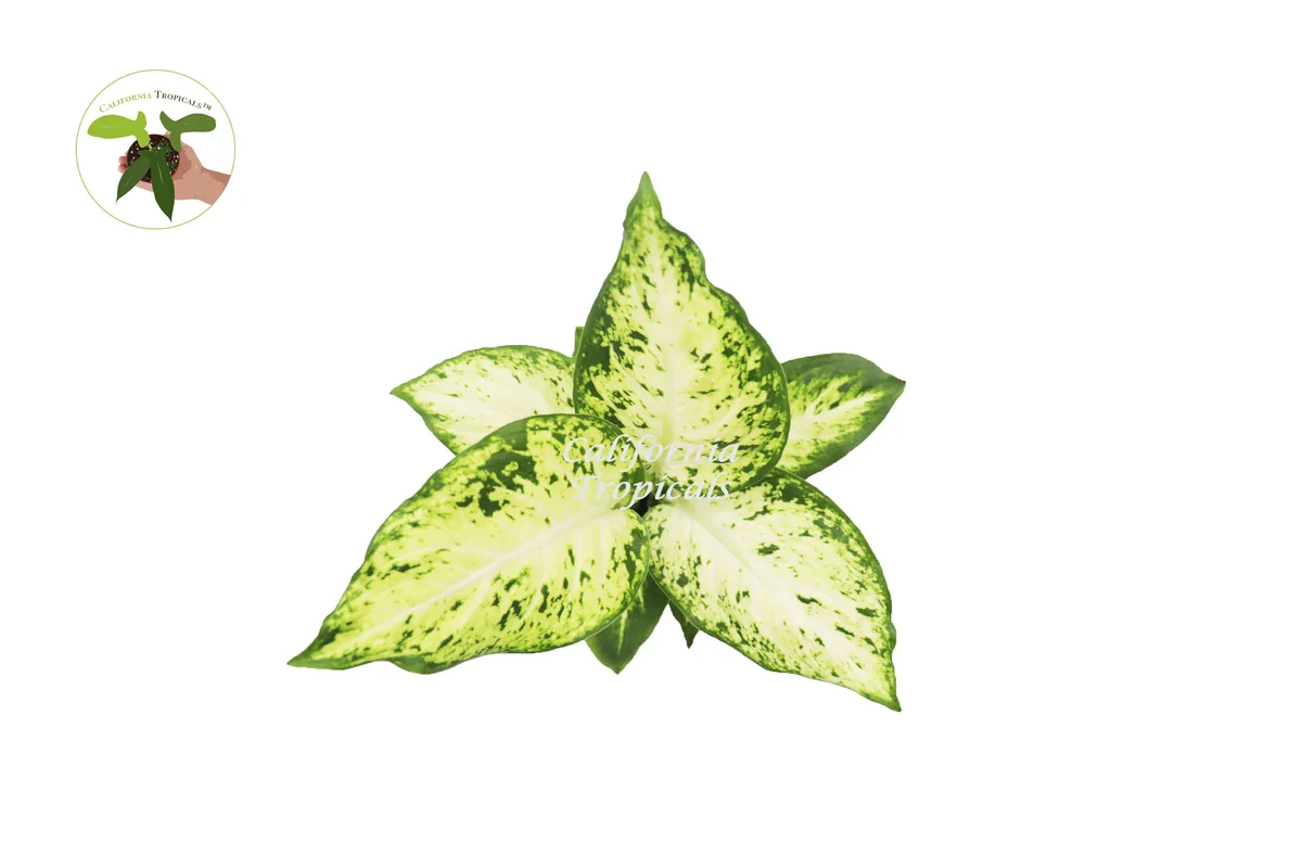 Dieffenbachia Amy Live Plant – 4 inch Pot – Indoor Tropical Houseplant - Image 2