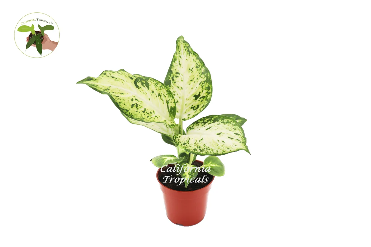 Dieffenbachia Amy Live Plant – 4 inch Pot – Indoor Tropical Houseplant - Image 1