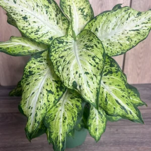 Dieffenbachia Amy Live Plant – Dumb Cane Houseplant – 6 inch Pot – Easy Care - Image 5