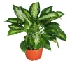 Dieffenbachia Compacta Live Plant – 6 inch Potted – Indoor Tropical Foliage - Image 1
