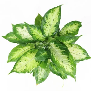 Dieffenbachia Compacta Live Plant – 6 inch Potted – Indoor Tropical Foliage - Image 2