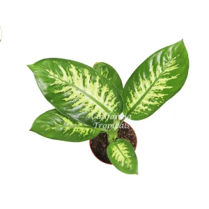 Dieffenbachia Compacta Tropical Snow Live Plant – 6 inch Pot – Indoor - Image 2