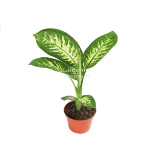 Dieffenbachia Compacta Tropical Snow Live Plant – 6 inch Pot – Indoor - Image 1