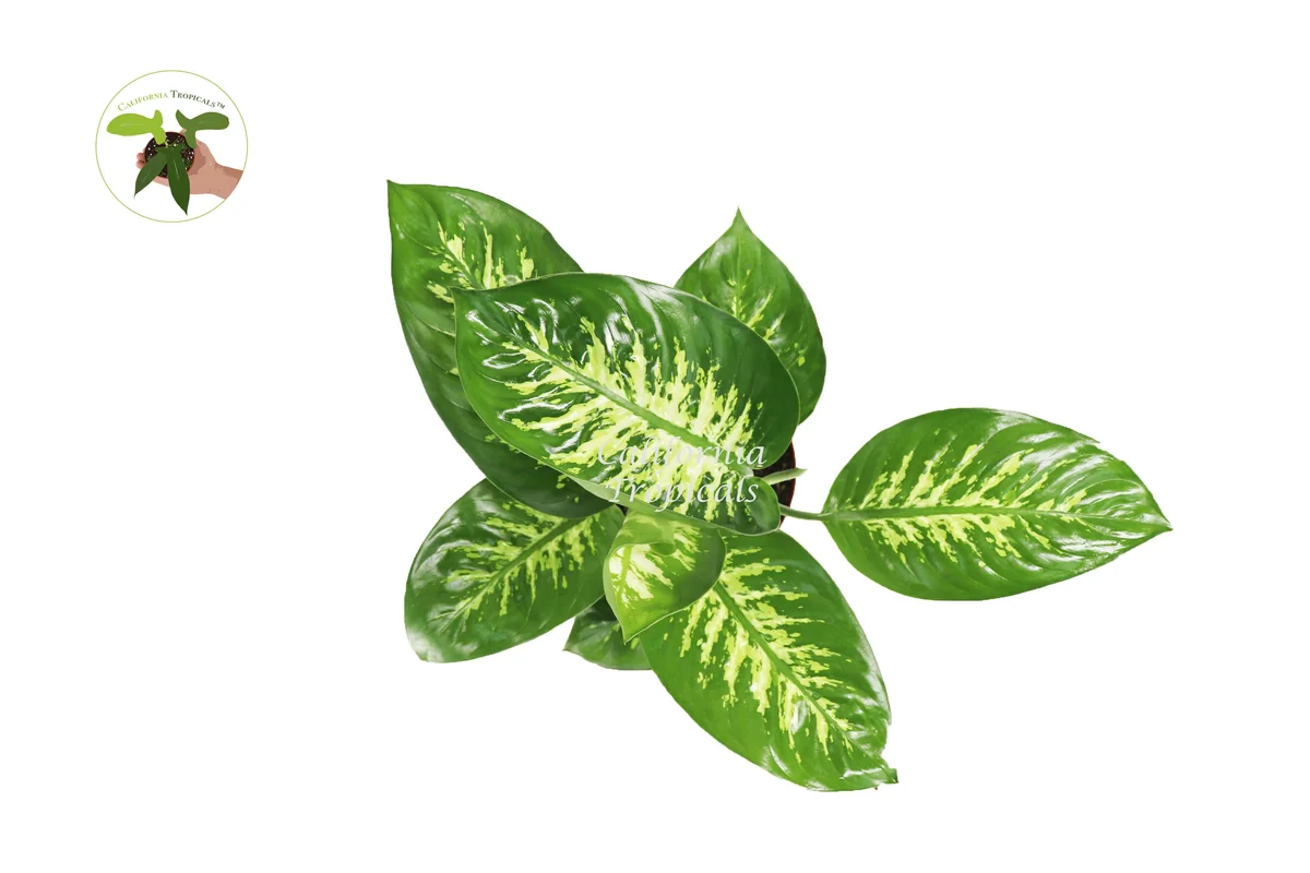 Dieffenbachia Compacta Tropical Snow Live Plant – 8-inch Potted Houseplant - Image 2