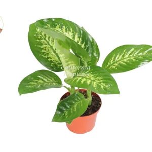 Dieffenbachia Compacta Tropical Snow Live Plant – 8-inch Potted Houseplant - Image 1