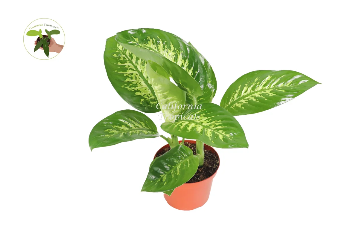 Dieffenbachia Compacta Tropical Snow Live Plant – 8-inch Potted Houseplant - Image 1