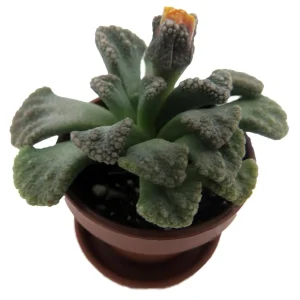Dinosaur Foot Living Stone Plant - Titanopsis calcareum Succulent - 1 inch Pot - Image 4