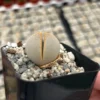 Dinteranthus Wilmotianus Lithop Live Plant - Rare Living Stone Succulent in 2 in Pot - Image 1