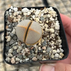 Dinteranthus Wilmotianus Lithop Live Plant - Rare Living Stone Succulent in 2 in Pot - Image 2