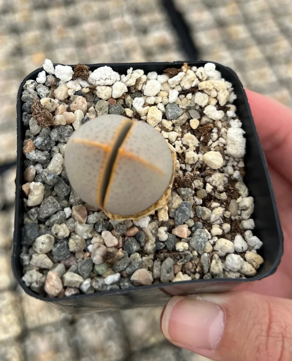 Dinteranthus Wilmotianus Lithop Live Plant - Rare Living Stone Succulent in 2 in Pot - Image 2