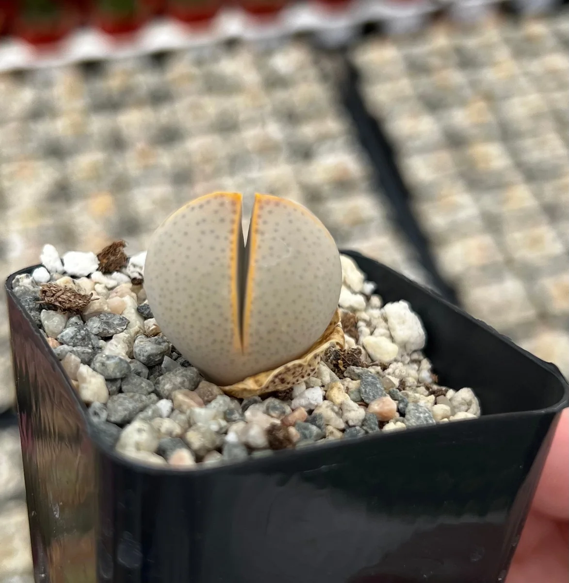 Dinteranthus Wilmotianus Lithop Live Plant - Rare Living Stone Succulent in 2 in Pot - Image 1
