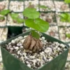 Dioscorea Elephantipes Seeds - Elephant's Foot Plant Seeds for Collectors - Image 1