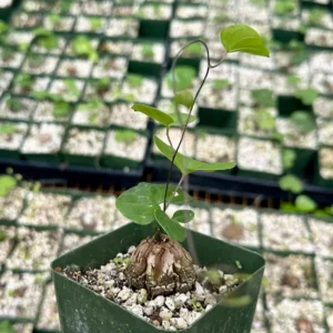Dioscorea Elephantipes Seeds - Elephant's Foot Plant Seeds for Collectors - Image 4