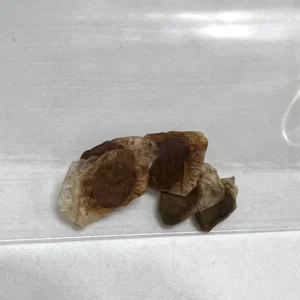 Dioscorea Elephantipes Seeds - Elephant's Foot Plant Seeds for Collectors - Image 5