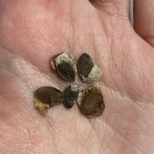 Dioscorea Elephantipes Seeds - Elephant's Foot Plant Seeds for Collectors - Image 6