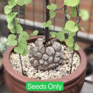 Dioscorea Elephantipes Seeds - Elephant's Foot Plant Seeds for Collectors - Image 7