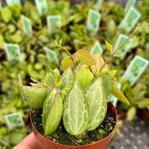 Dischidia Ovata Watermelon Live Plant - Trailing Succulent in 3 inch Pot - Image 2