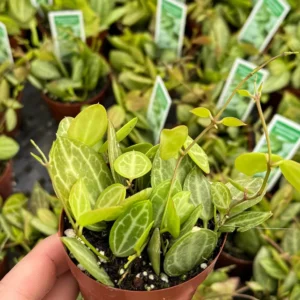 Dischidia Ovata Watermelon Live Plant - Trailing Succulent in 3 inch Pot - Image 1