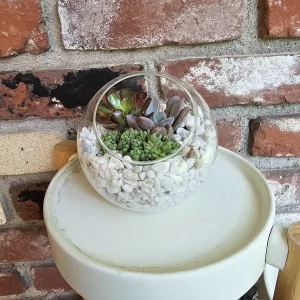 DIY Succulent Arrangement Kit with 3 Live Plants & Glass Bowl - Indoor Terrarium Decor - Image 3