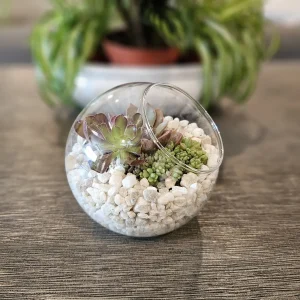 DIY Succulent Arrangement Kit with 3 Live Plants & Glass Bowl - Indoor Terrarium Decor - Image 6