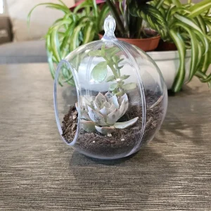 DIY Succulent Arrangement Kit with 3 Live Plants & Glass Bowl - Indoor Terrarium Decor - Image 8