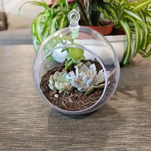 DIY Succulent Arrangement Kit with 3 Live Plants & Glass Bowl - Indoor Terrarium Decor - Image 9