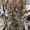 Dodonaea viscosa Purpurea Hop Bush Live Plant – 2ft Tall – 1 Gallon Pot – Outdoor Shrub - Image 1
