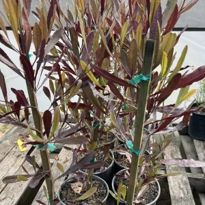 Dodonaea viscosa Purpurea Hop Bush Live Plant – 2ft Tall – 1 Gallon Pot – Outdoor Shrub - Image 1