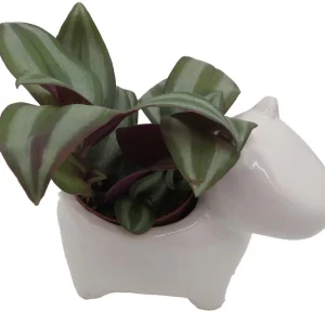 Dog Ceramic Planter with Surprise Terrarium Plant - 3 Inch Pot - Image 2