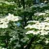 Dogwood Tree Live Plant - 1 ft Tall Starter - Outdoor Flowering Tree - Image 1