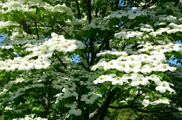 Dogwood Tree Live Plant - 1 ft Tall Starter - Outdoor Flowering Tree - Image 1
