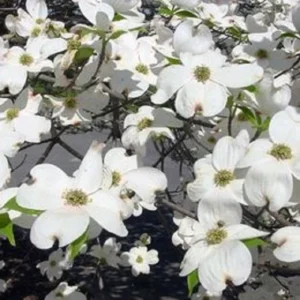 Dogwood Tree Live Plant - White Flowering, up to 2 ft Tall, Outdoor - Image 1